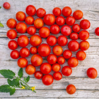 Jak wyhodować zdrowe pomidory? Naturalnie! | Stosuj nawożenie organiczne i zbierz obfite plony
