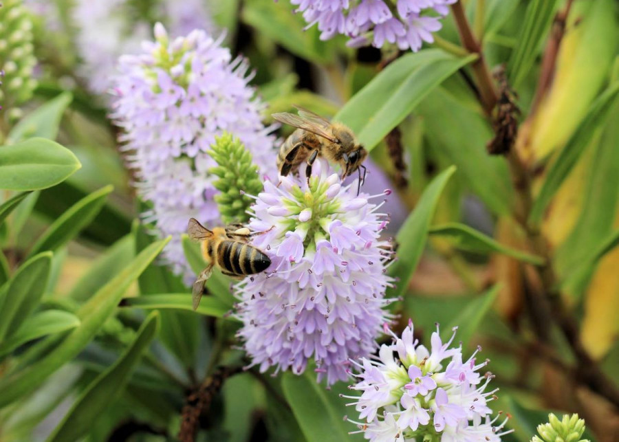 Hebe i pszczoly, fot. Geraldine Rose - Pixabay