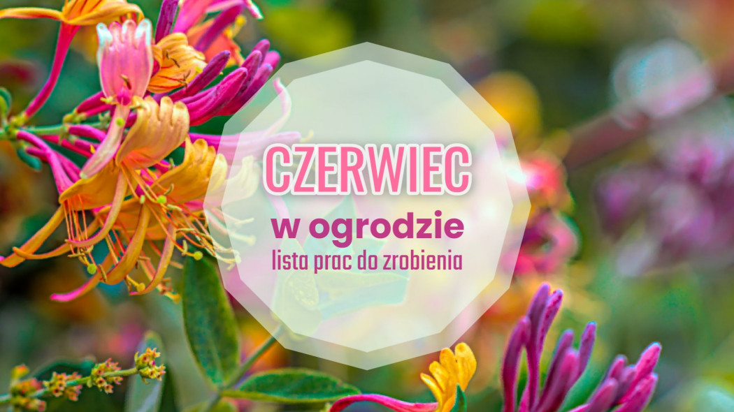 Lista spraw do zrobienia w czerwcu - kalendarz ogrodnika, fot. Zoksel Zok - Unsplash