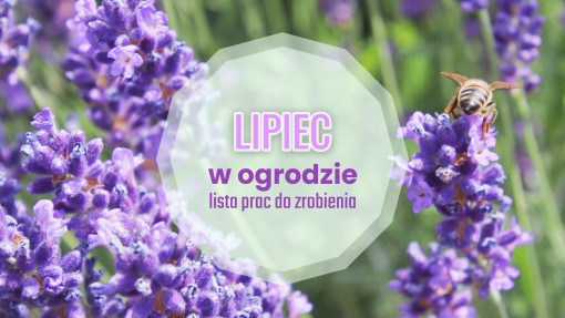 Lipiec w ogrodzie – co robić? | Lista prac do zrobienia