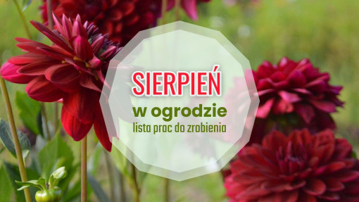 Sierpień w ogrodzie – co robić? | Lista prac do zrobienia