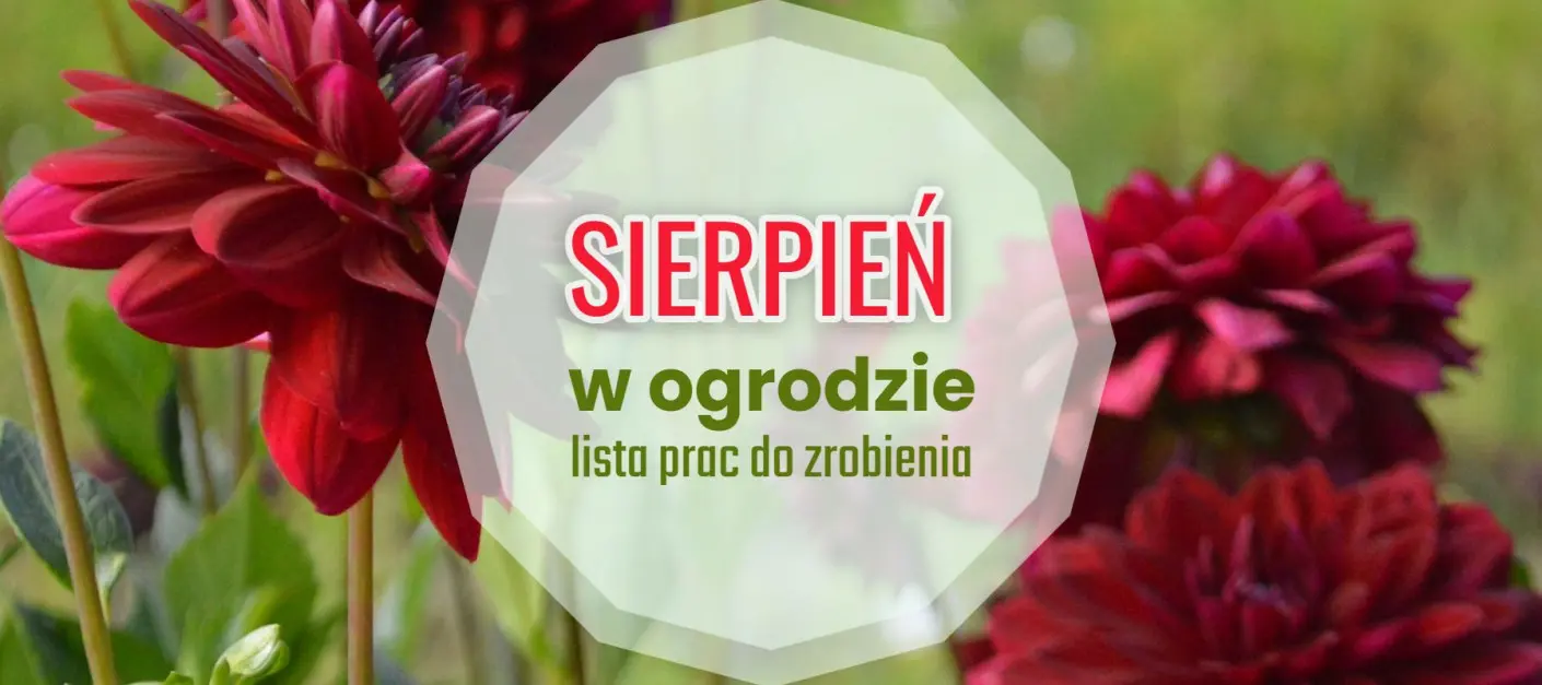 Lista spraw do zrobienia w sierpniu - kalendarz ogrodnika, fot. decadence19940 - Pixabay