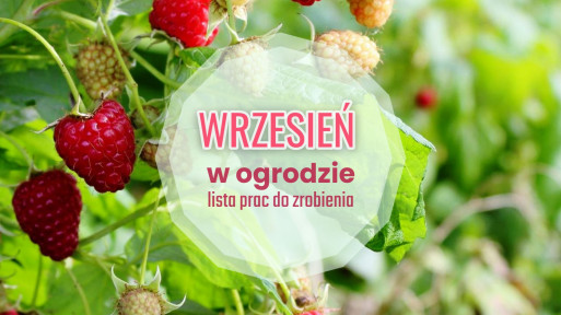 Wrzesień w ogrodzie – co robić? | Twoja lista 30+ niezbędnych zadań na ten miesiąc!