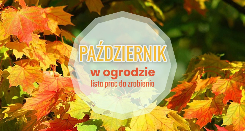 Październik w ogrodzie – co robić? | 30+ kluczowych prac ogrodowych krok po kroku