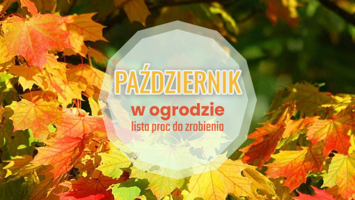 Październik w ogrodzie – co robić? | 30+ kluczowych prac ogrodowych krok po kroku