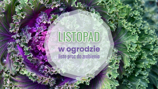 Listopad w ogrodzie – co robić? | Lista 25+ niezbędnych prac do zrobienia