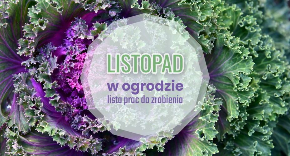 Listopad w ogrodzie – co robić? | Lista 25+ niezbędnych prac do zrobienia