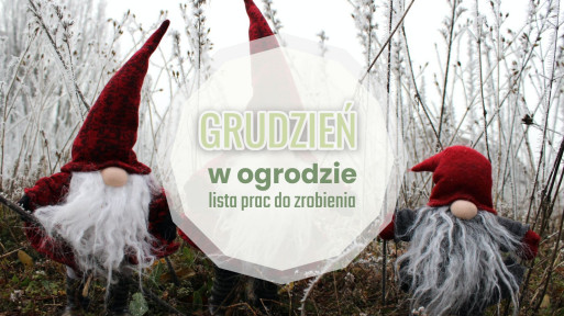 Grudzień w ogrodzie – co robić? | Lista prac do zrobienia