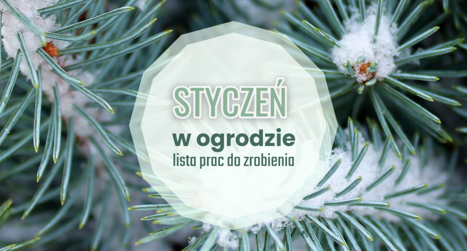 Styczeń w ogrodzie – co robić? | Lista prac do zrobienia