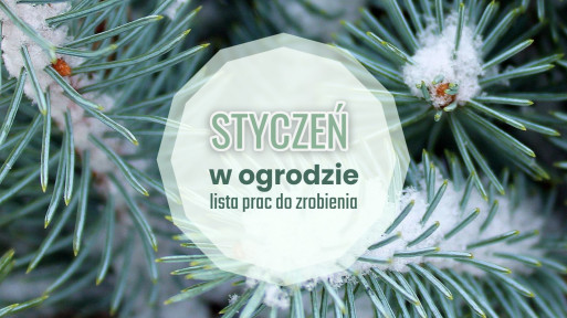 Styczeń w ogrodzie – co robić? | Lista prac do zrobienia