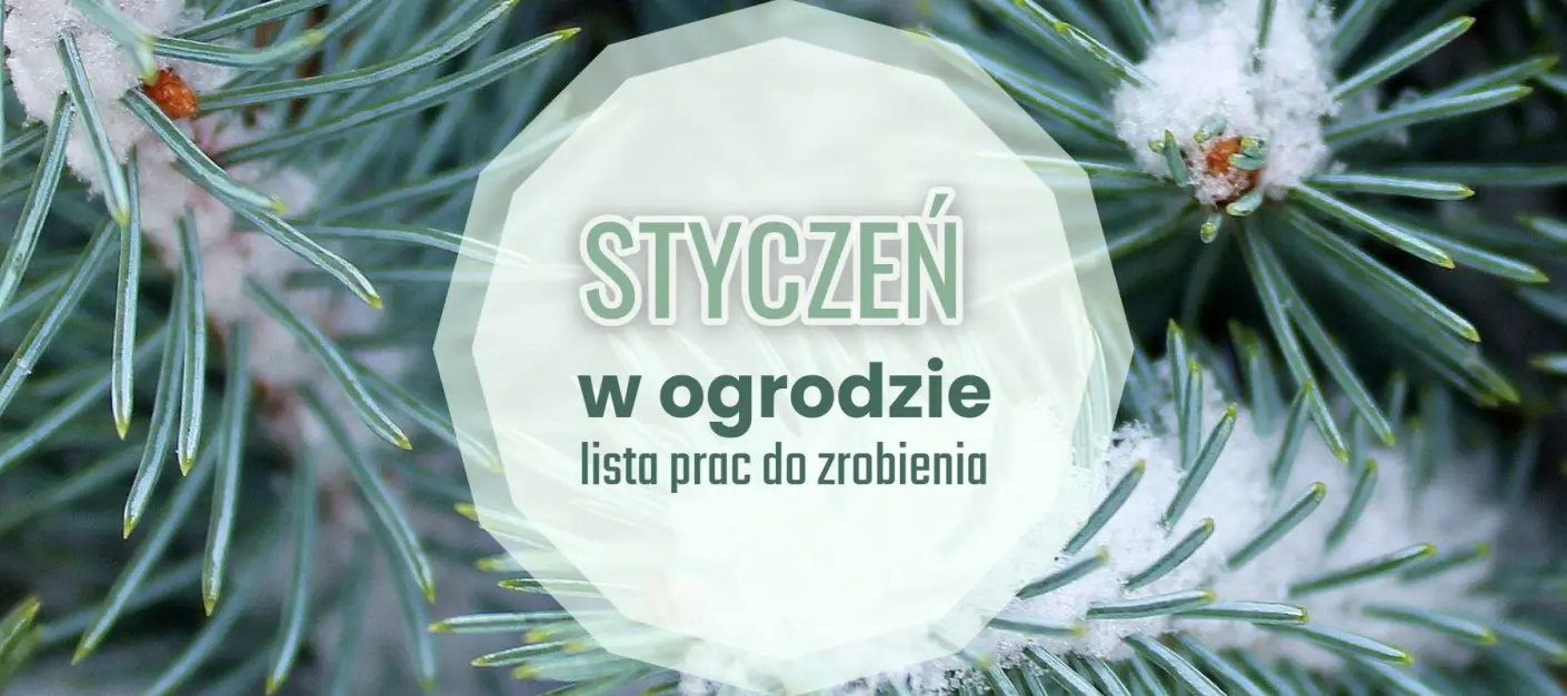 Lista spraw do zrobienia w styczniu - kalendarz ogrodnika
