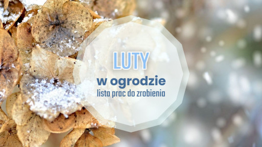 Luty w ogrodzie – co robić? | Lista prac do zrobienia