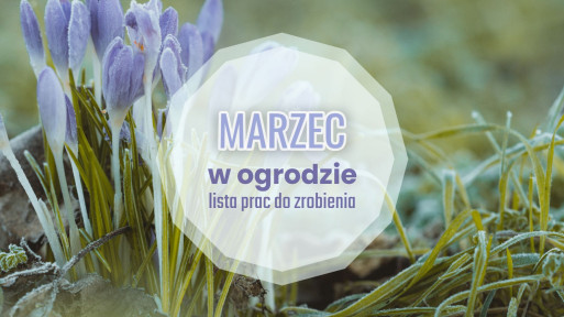 Marzec w ogrodzie – co robić? | Lista prac do zrobienia