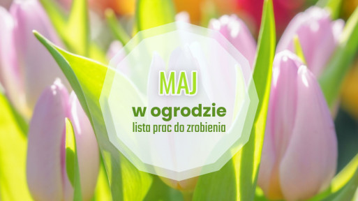 Maj w ogrodzie – co robić? | Lista prac do zrobienia