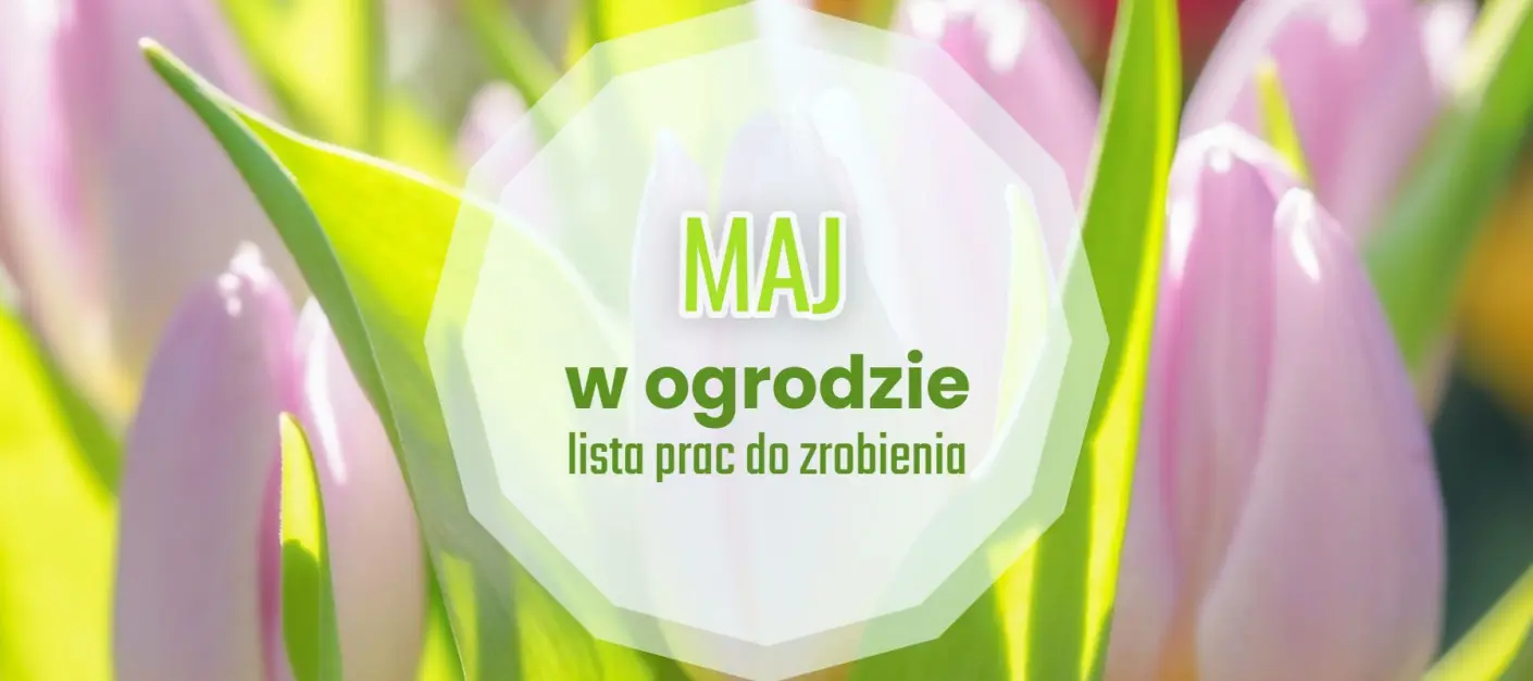 Lista spraw do zrobienia w maju - kalendarz ogrodnika