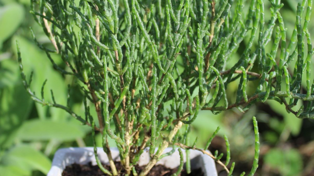 Solirod zielny Salicornia europaea, fot. MartinaUnbehauen - Depositphotos