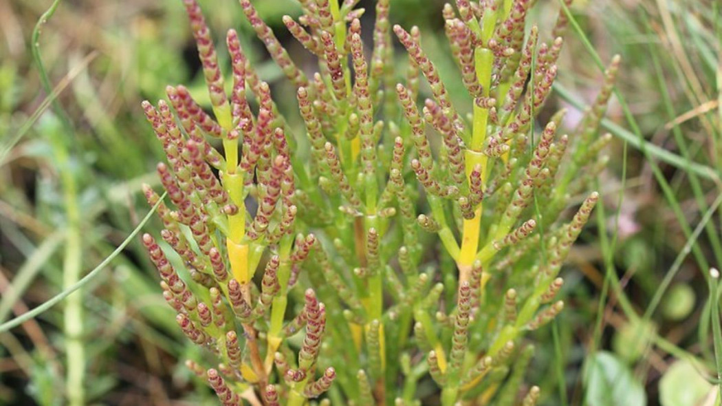 Solirod zielny Salicornia europaea, fot. Thue_Wikimedia Commons