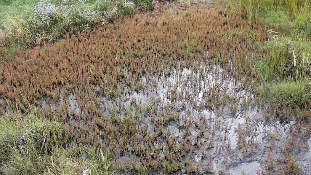 Solirod zielny Salicornia europaea, fot. Thue_Wikimedia Commons