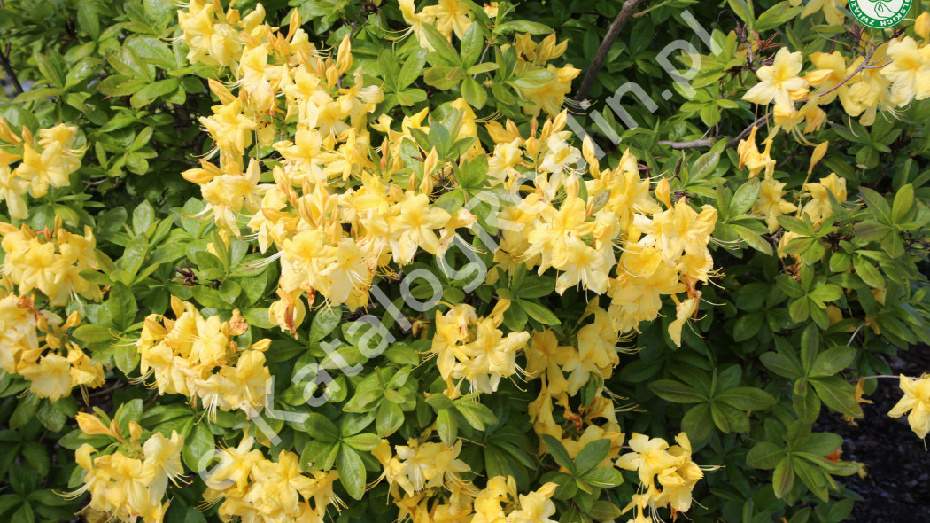 azalia Rhododendron Anneke Fot. G. Falkowski ZSzP