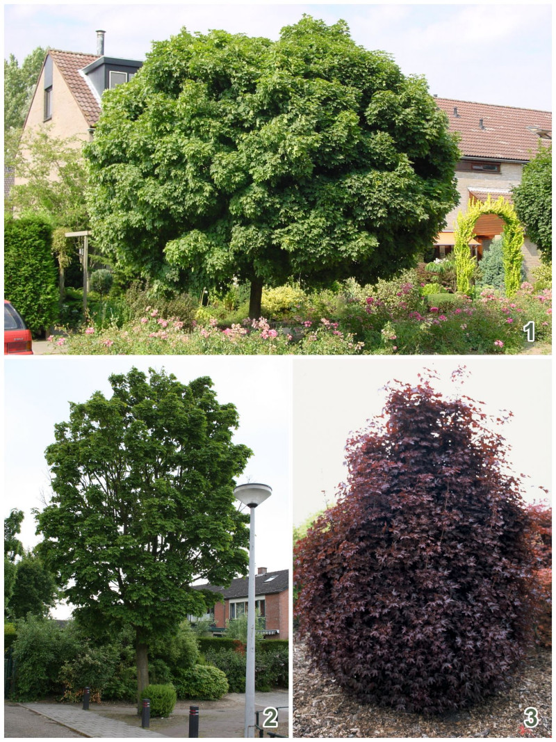 Klon zwyczajny (łac. Acer platanoides) - odmiany