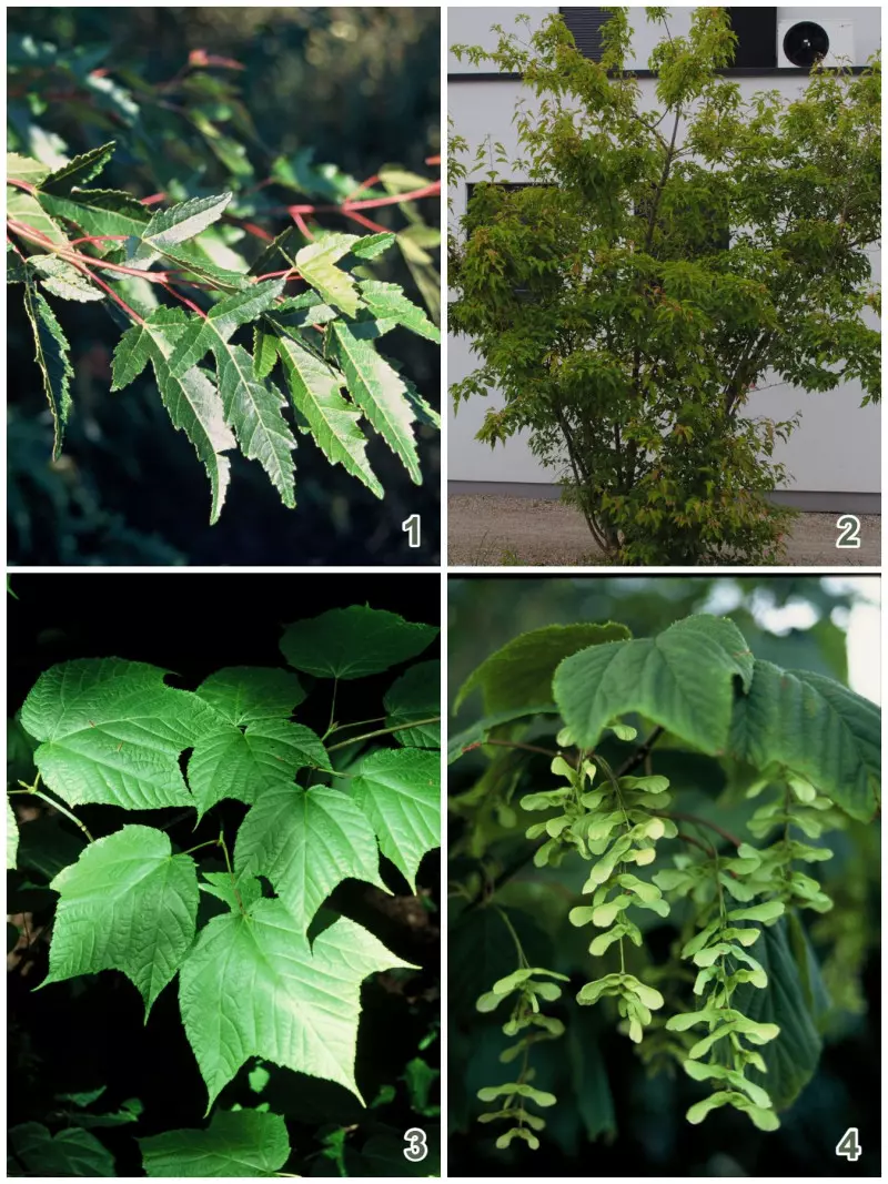 Klony tatarski (łac. Acer tataricum) i pensylwański (łac. Acer pensylvanicum)