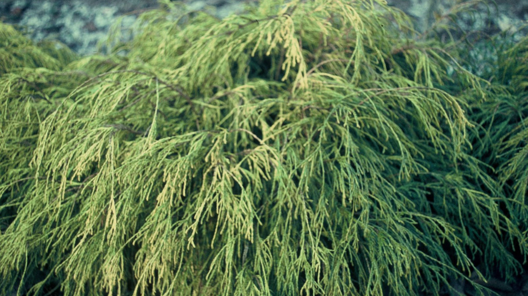 Cyprysik groszkowy Chamaecyparis pisifera Filifera Aurea, fot. iVerde