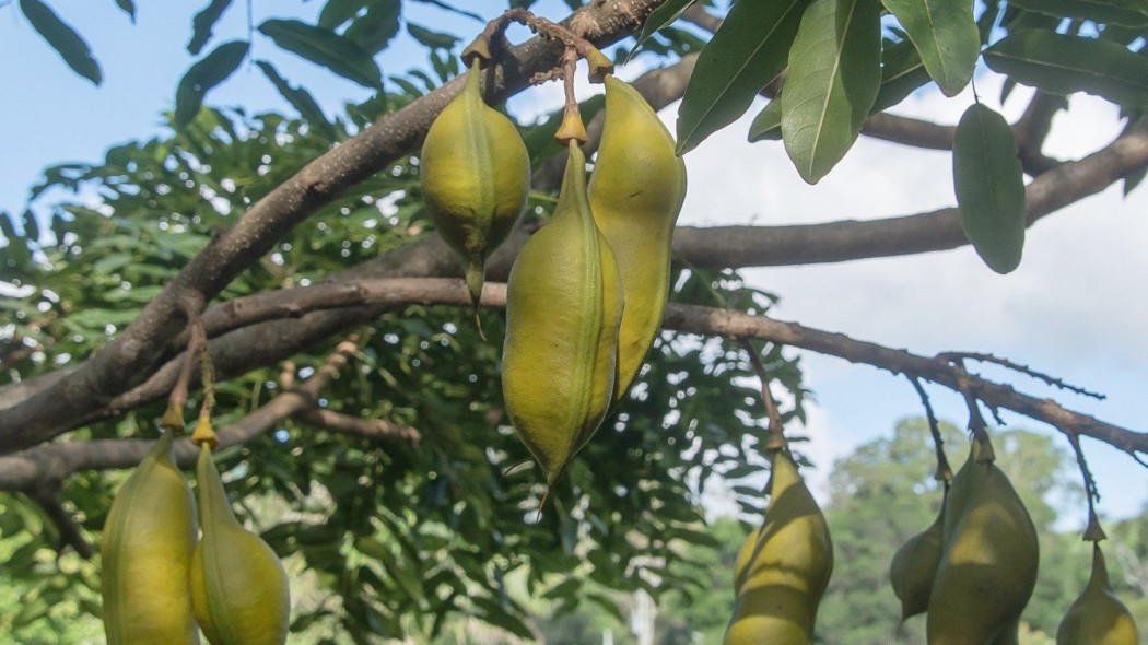 Kasztanowiec australijski Castanospermum australe straki, fot. sandid - Pixabay