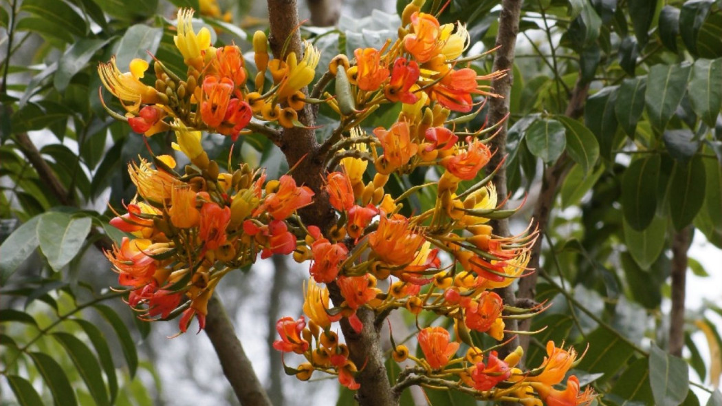 Kasztanowiec australijski Castanospermum australe kwiaty, fot. Tatiana Gerus_Wikimedia Commons