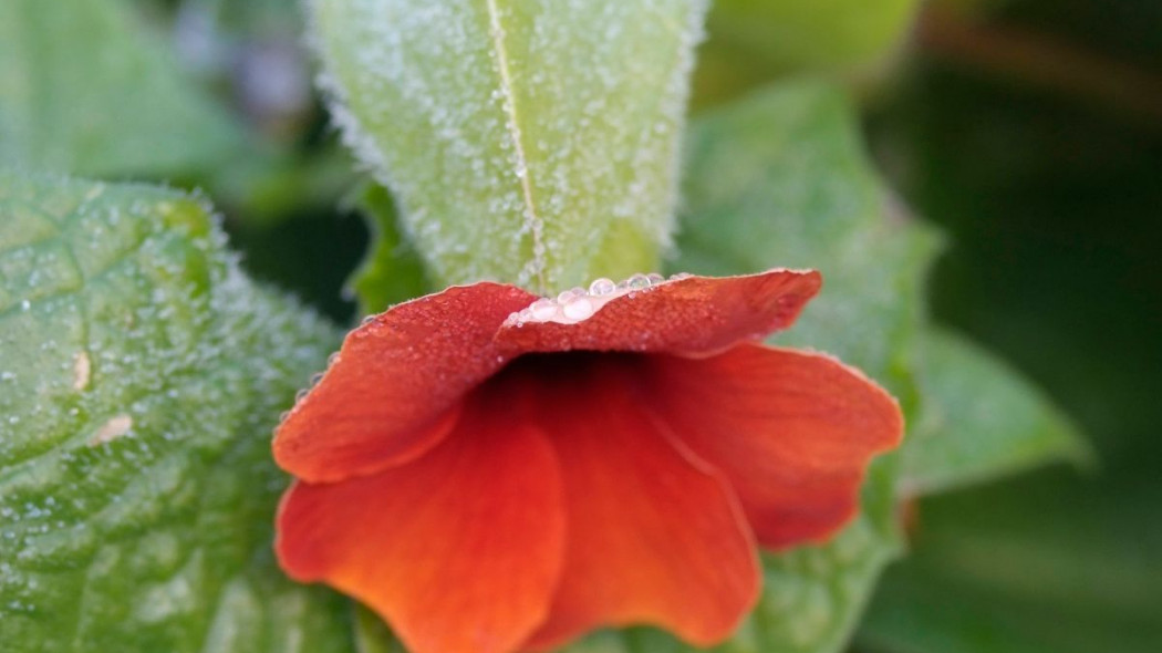 Thunbergia alata Tunbergia oskrzydlona, fot. iVerde