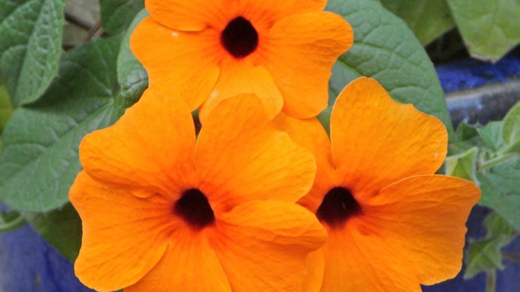 Thunbergia alata Tunbergia oskrzydlona, fot. M W - Pixabay