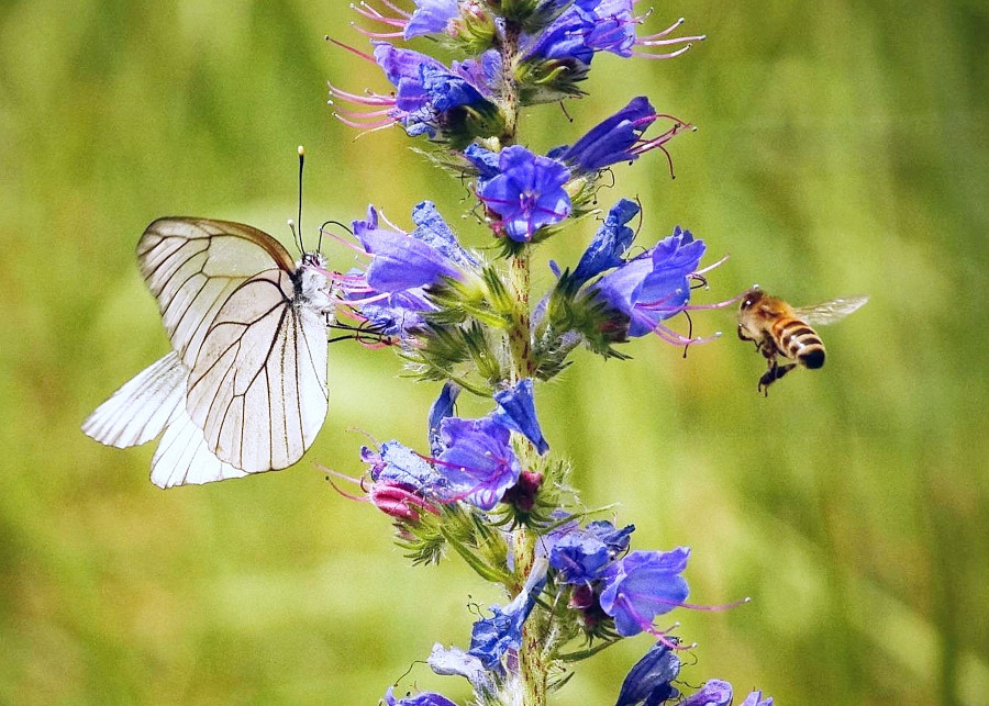 Owady zapylajace to nie tylko pszczoly, fot. Reinhard Borrmann - Pixabay