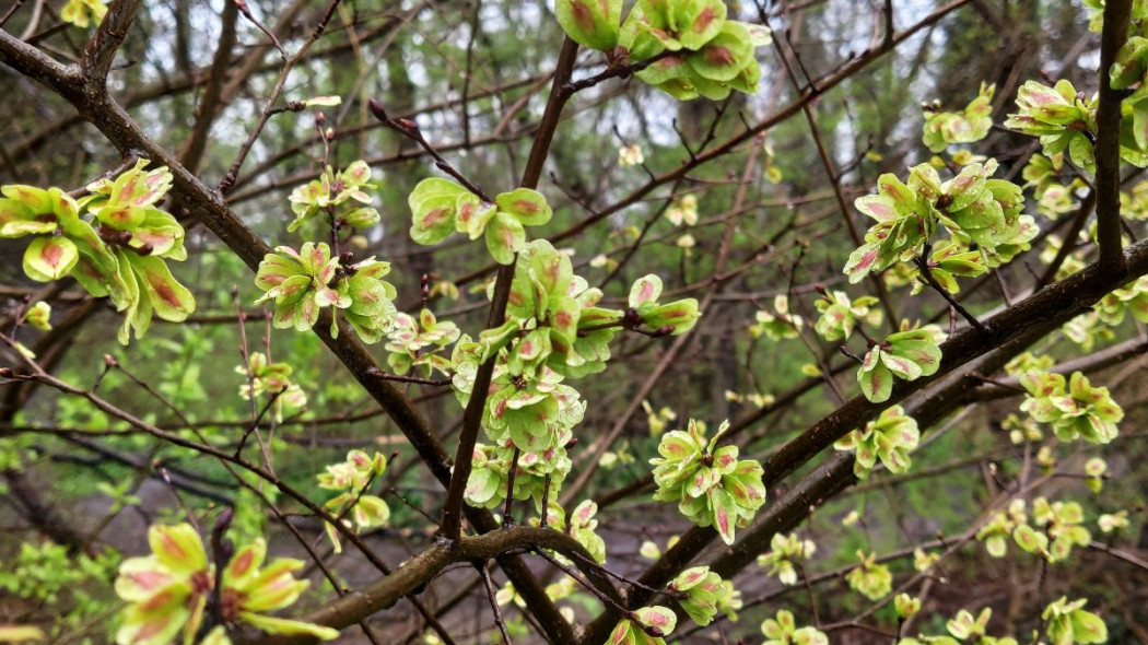 Wiaz syberyjski turkiestanu ulmus pumila, fot. Wirestock - Depositphotos