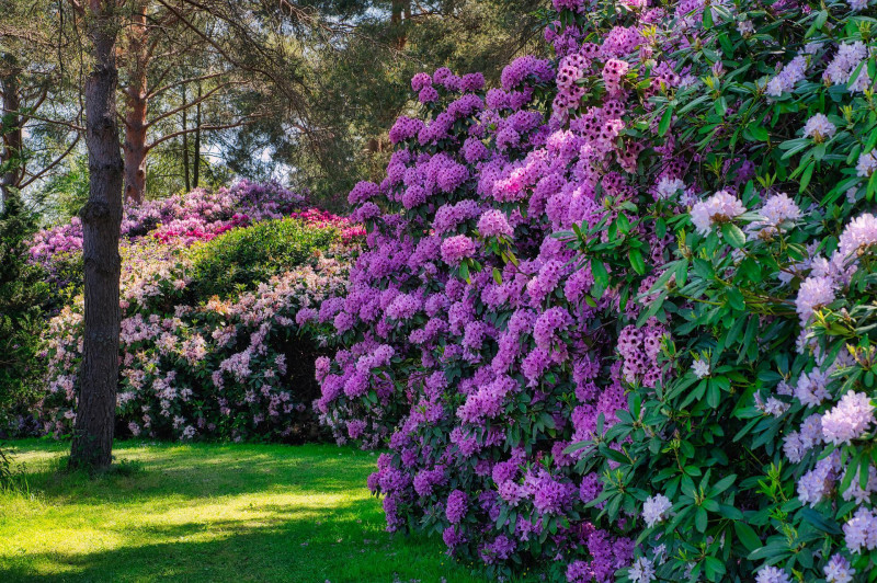 dlaczego rododendron różanecznik nie kwitnie - odpowiednie stanowisko fot. Pixabay