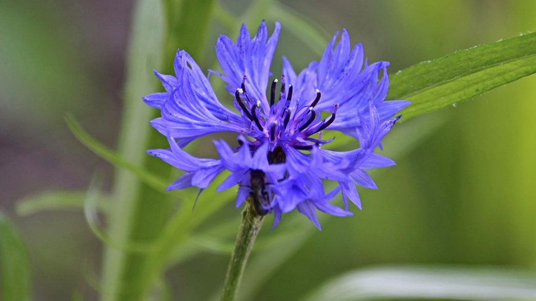 Chaber bławatek Centaurea cyanus, fot. Mariya - Pixabay