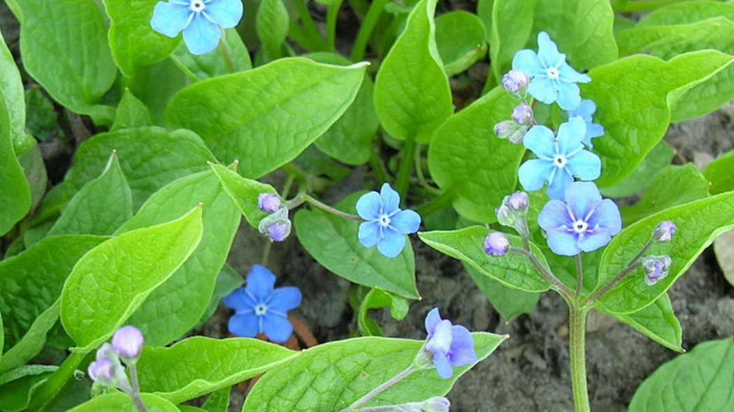 Uludka wiosenna Omphalodes verna, fot. Algirdas - Wikimedia Commons