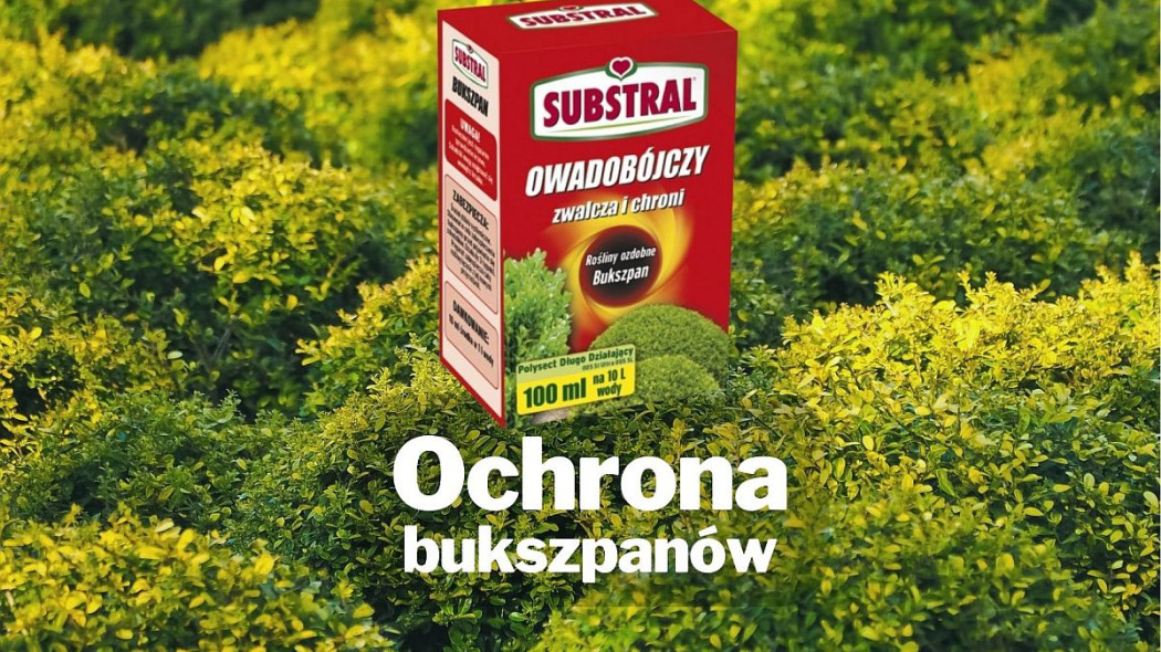 Ochrona bukszpanów