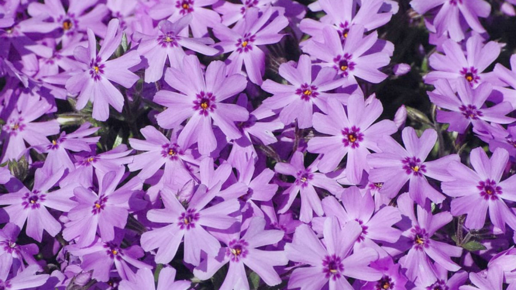 Floks szydlasty Phlox subulata, fot. Guy Magli - Pixabay