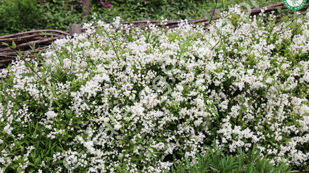 żylistek wysmukły Deutzia gracilis Nikko Fot. G. Falkowski ZSzP