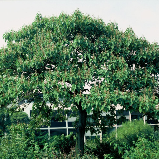 Paulownia / Pawłownia