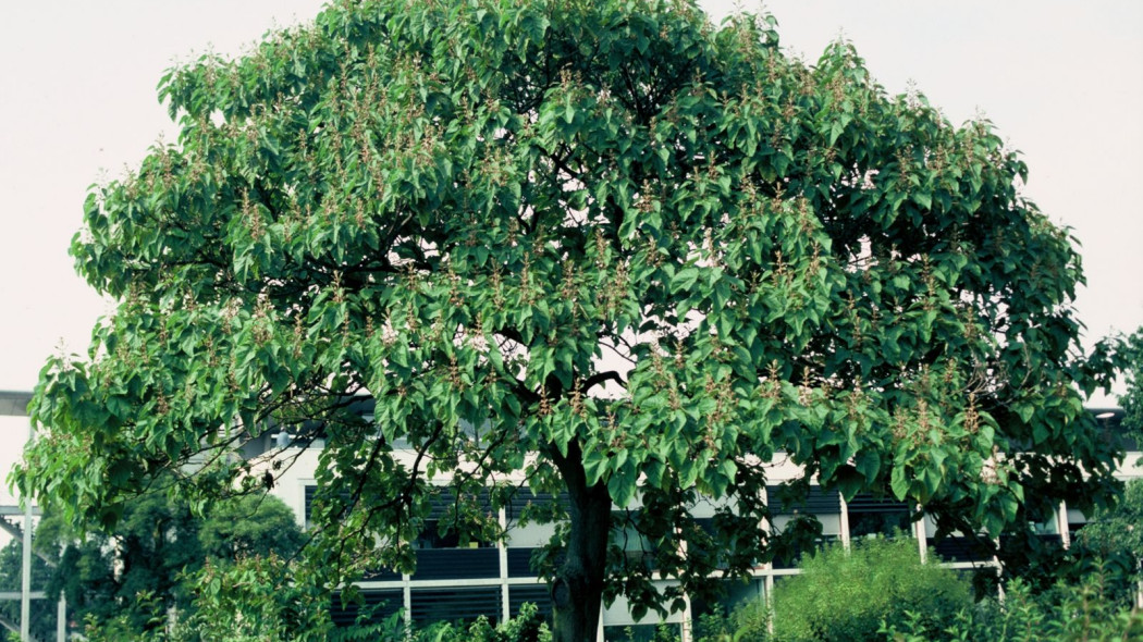 Paulownia, fot. iVerde