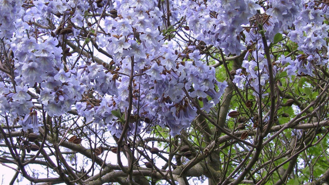 Paulownia tomentosa kwiaty, fot. iVerde