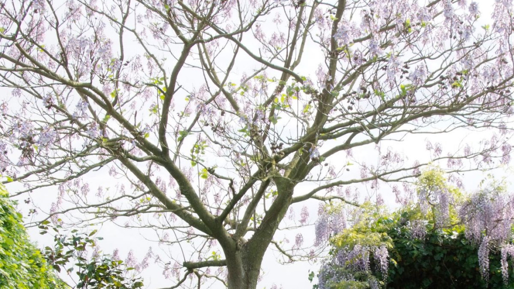 Paulownia, fot. iVerde