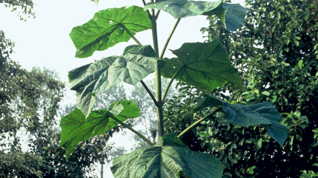 Paulownia Oxytree, fot. iVerde