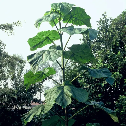 Paulownia / Pawłownia