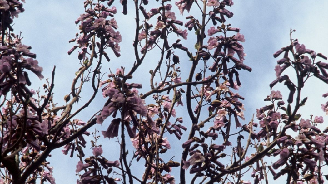 Paulownia, fot. iVerde