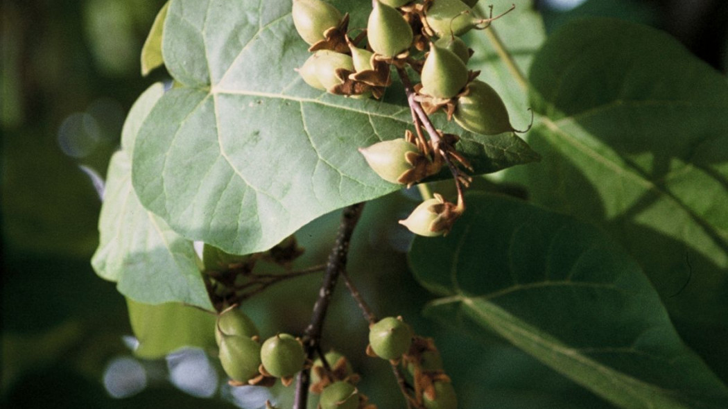 Paulownia, fot. iVerde