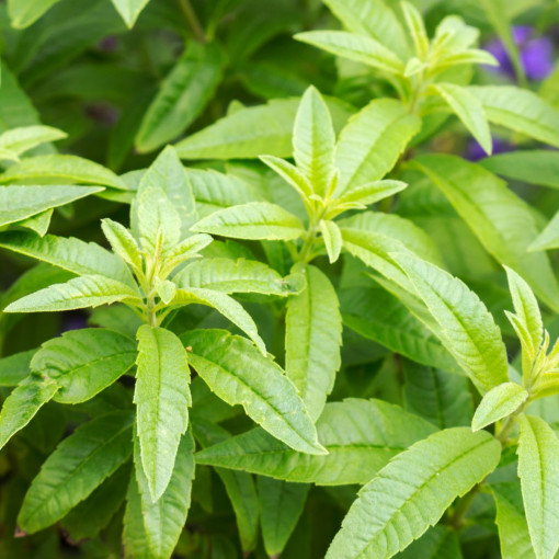 Werbena cytrynowa / Lippia trójlistna