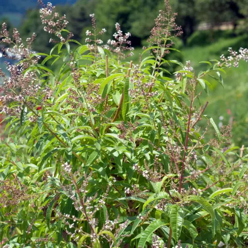 Werbena cytrynowa / Lippia trójlistna
