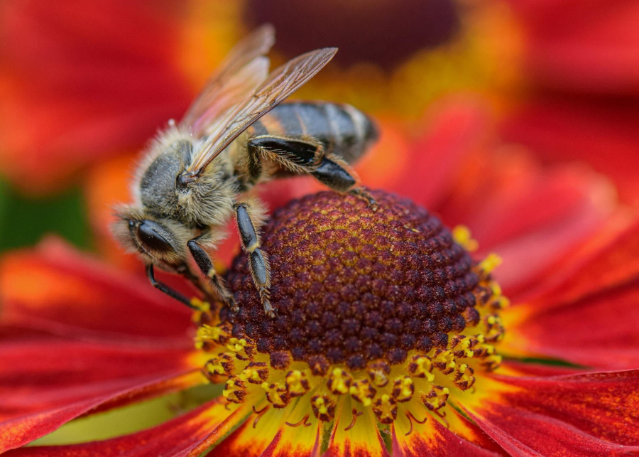 kwiaty dla pszczół fot. Ben Kerckx - Pixabay