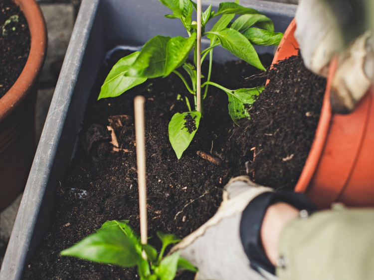 Jak I Kiedy Stosować Nawozy Organiczne? | Zielony Ogródek